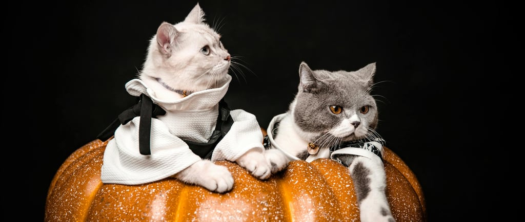 Halloween Kitties