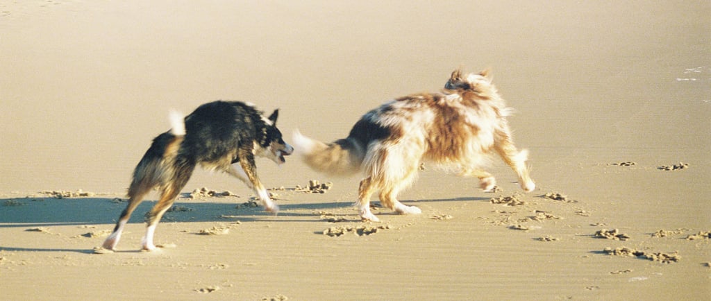 Folly frolicking