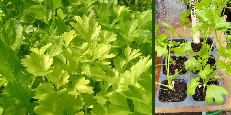 photos of Celebration celery in the ground and as seedlings in our greenhouse