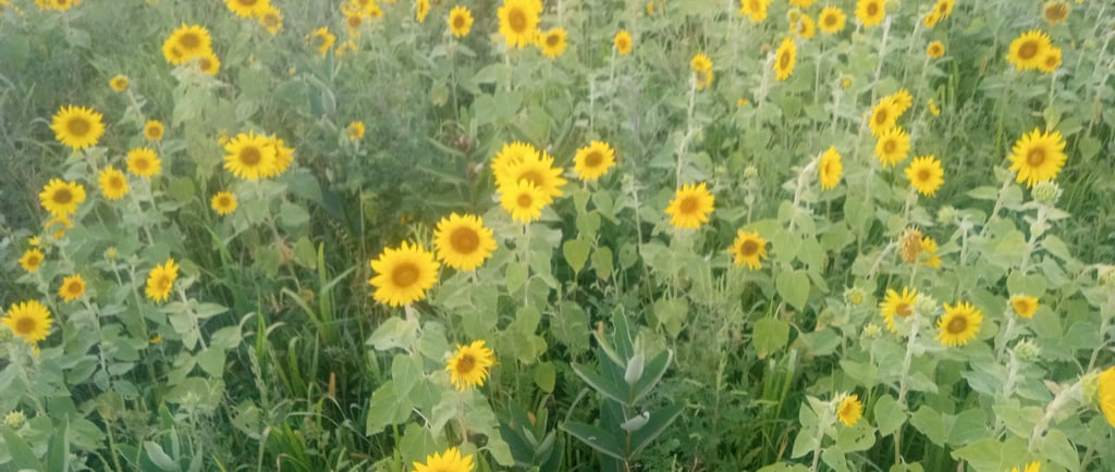 A large field of sunflowers