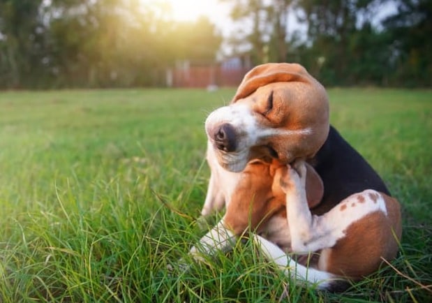 Ziek huisdier, zieke hond, zieke kat