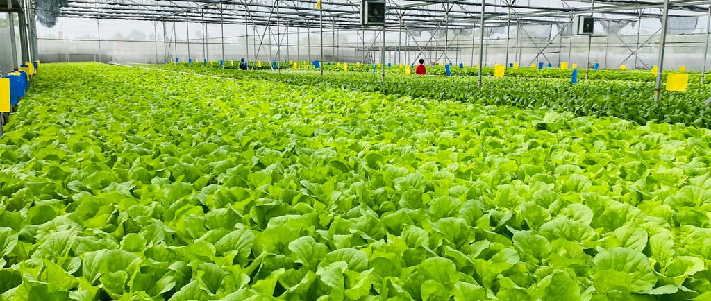 Trang trại thuỷ canh Happy Farm sử dụng giống cây không biến đổi gen