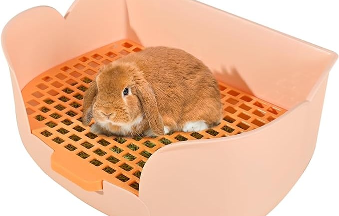 Holland Lop on litter box