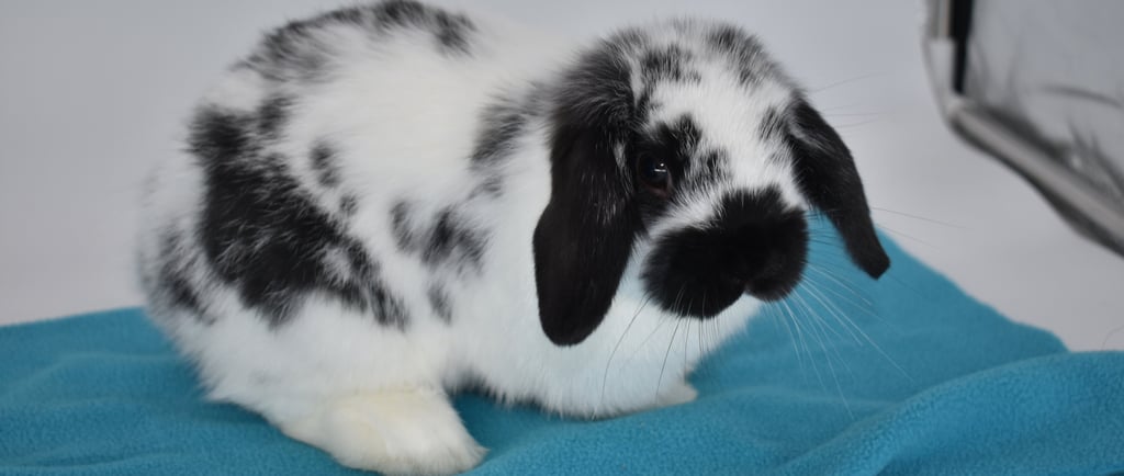Hot Cross Buns' Cheerio - broken black Holland Lop doe placed as an ESA