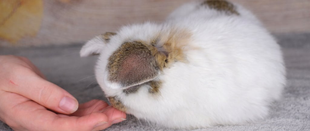 Hot Cross Bun sniffing my daughter's hand