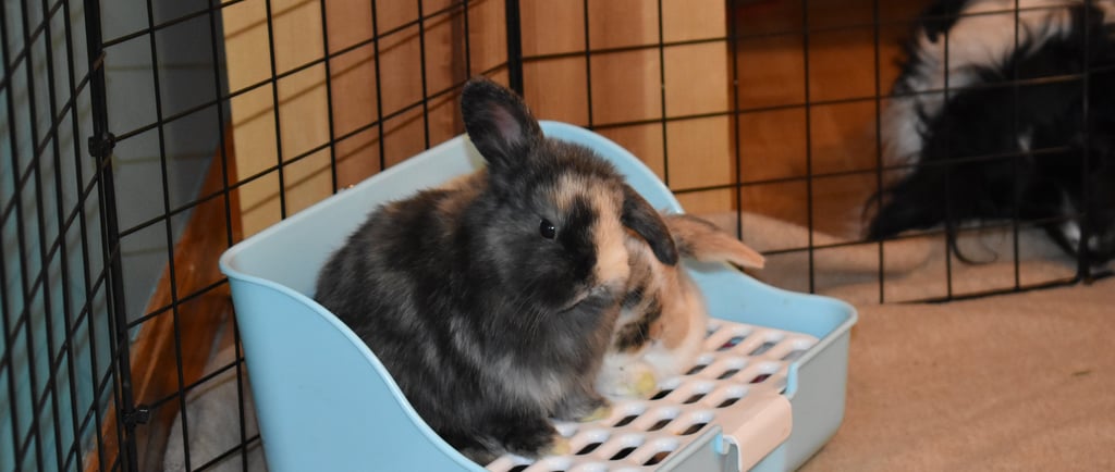 Baby Holland Lops at Hot Cross Buns in Oberlin, OH, sitting on blue and white litter box