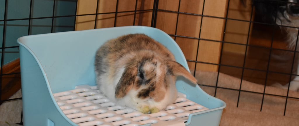 Tricolor Holland Lop baby resting on blue and white litter box with grate