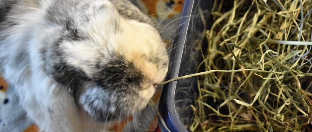 Hot Cross Buns' Francesca - Holland Lop rabbit eating long strand timothy hay from feeder