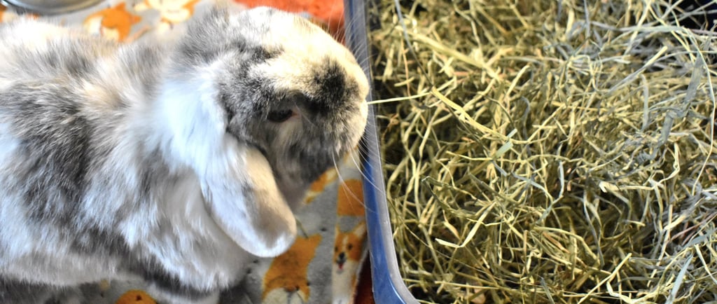 Hot Cross Buns' Francesca nibbling hay from her litter box