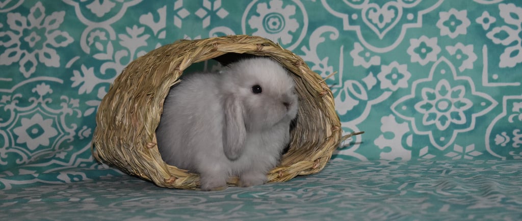 HCB sable fuzzy baby rabbit