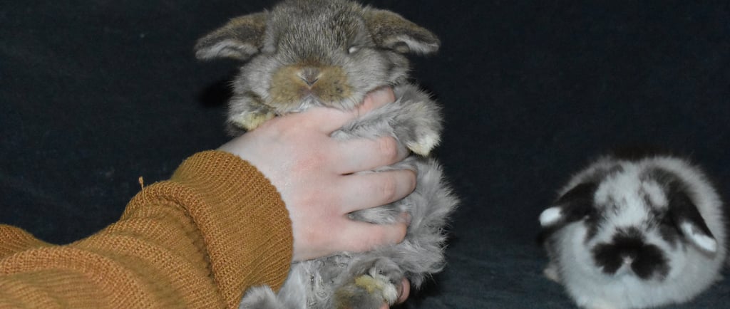 Hot Cross Buns' babies being handled with love and care.  Chestnut and broken black pictured