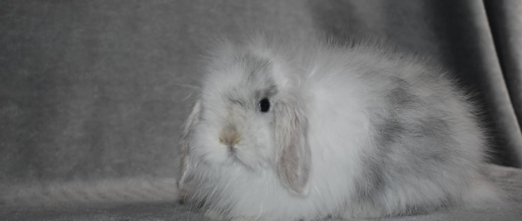 Hot Cross Buns' Howard - magpie Fuzzy Holland Lop buck