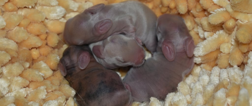 A very young litter of Holland Lop kits at Hot Cross Buns