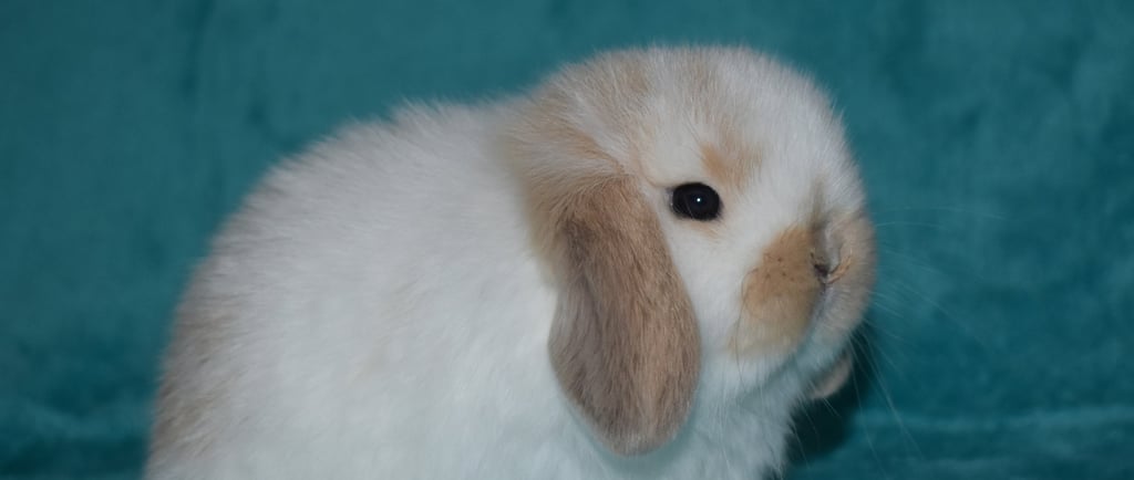 Hot Cross Buns baby, ready to be loved and respected as a family pet