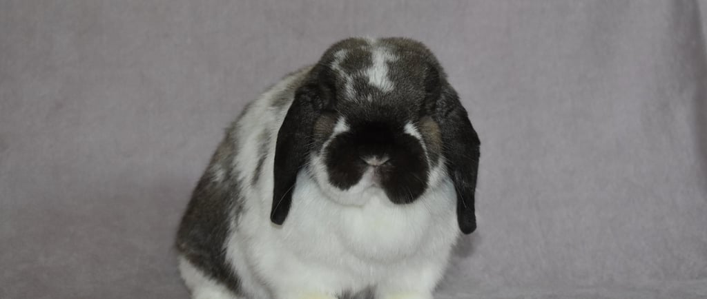 Hot Cross Buns - Our beloved Sweet Tart