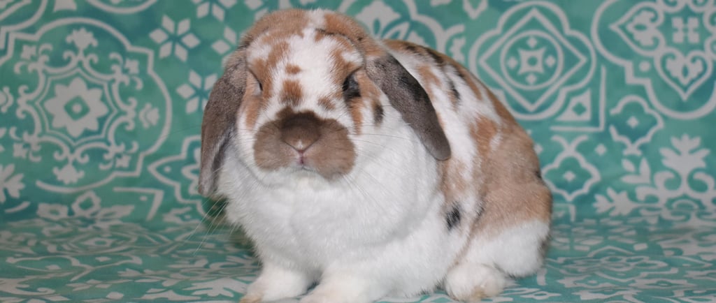 Tricolor Hot Cross Buns telling people that bunnies do NOT smell bad