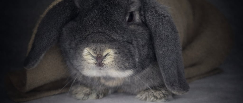 Holland Lop in a fear-based defensive position 