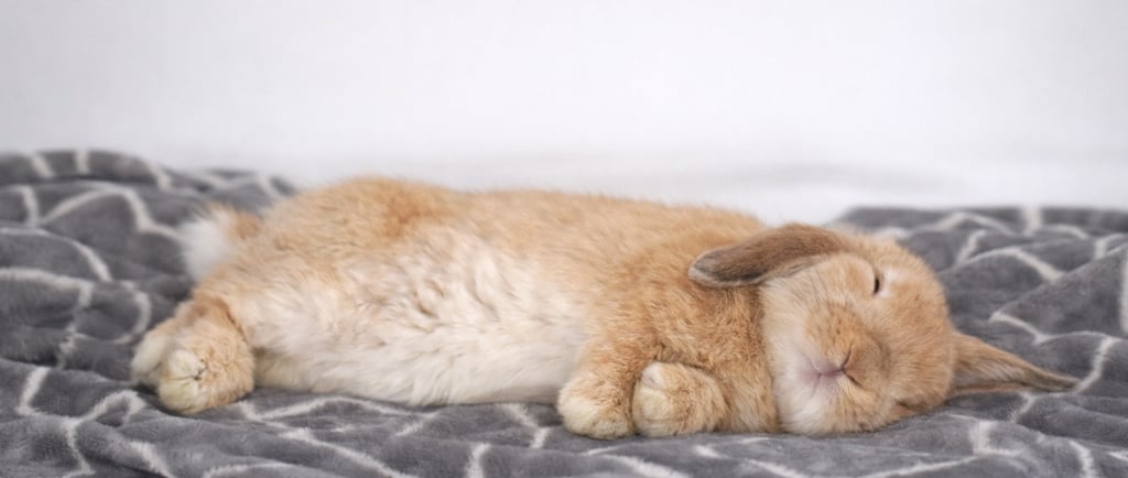 Fruit Loop flopped after reading the Hot Cross Buns blog post about flopping