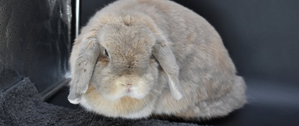 Hooks' Genevieve - solid cream spayed Holland Lop doe placed as a pet Bun