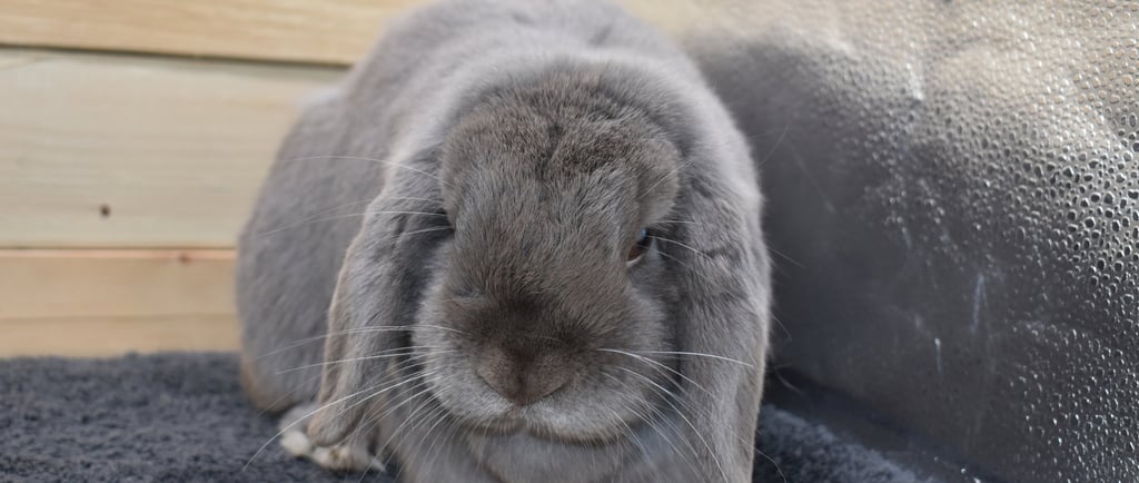 Gumption - lilac buck waiting to be matched with his forever family