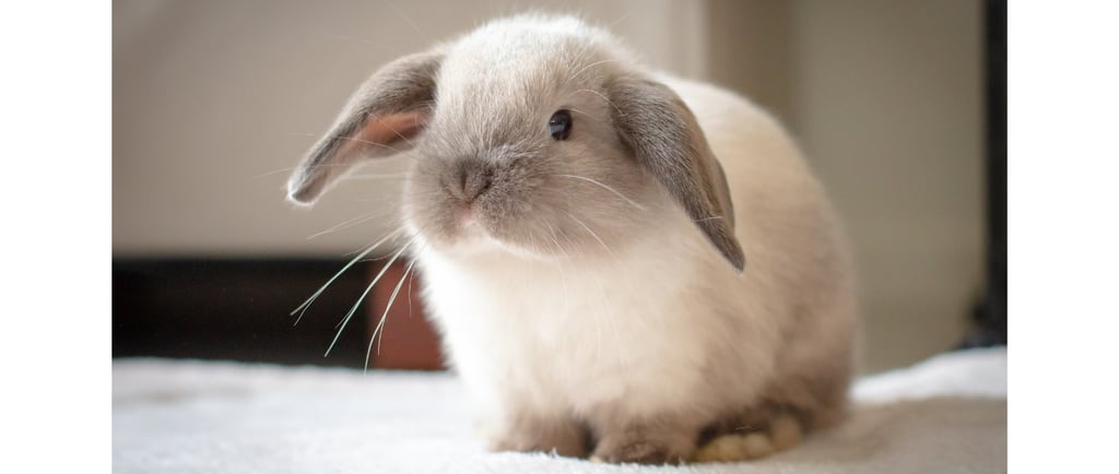 Baby sable point Holland Lop on neutral background