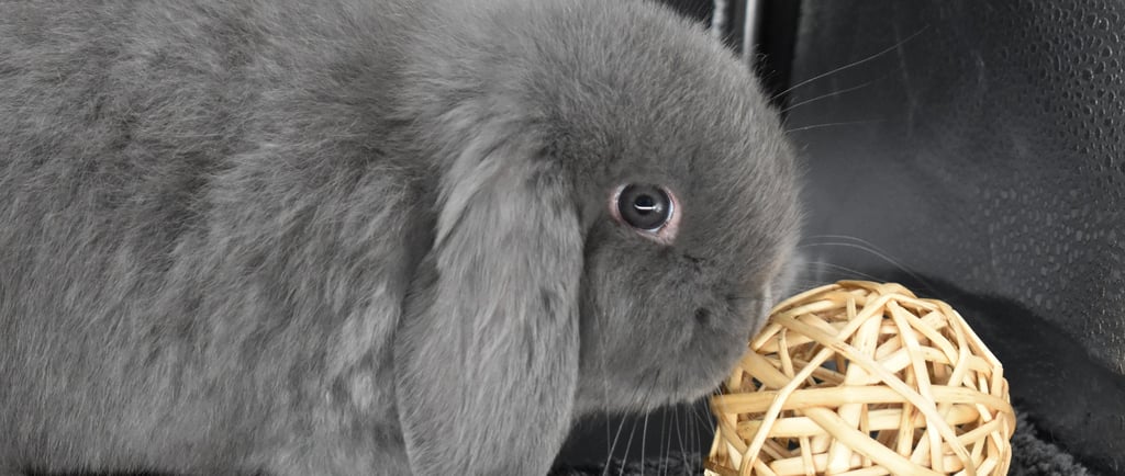 Hot Cross Buns' Funion - Blue Holland Lop baby buck playing with willow ball on black background