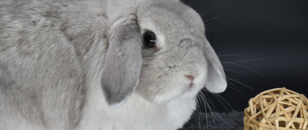 Hot Cross Bun's Pigeon - light chinchilla Holland Lop doe