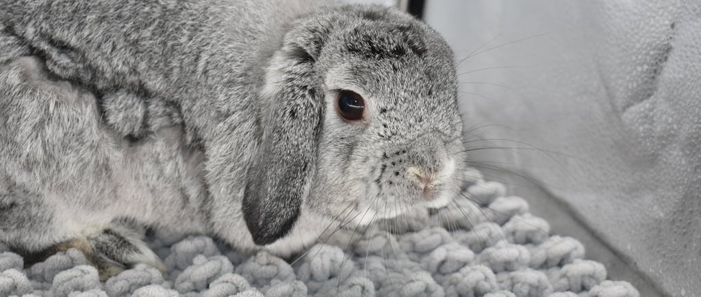 Hot Cross Buns' Stewart - chinchilla buck