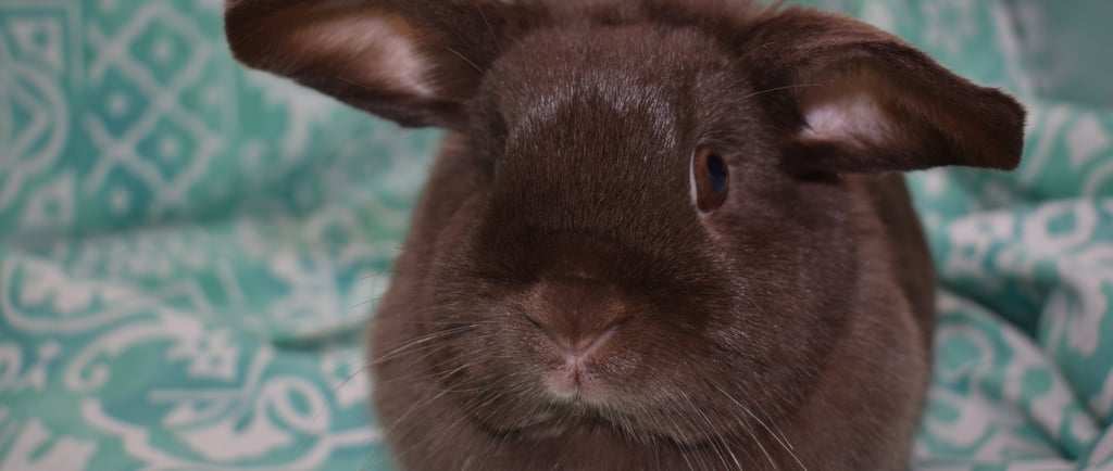 Hot Cross Buns' Henrietta - one of our supreme hay eater and mess makers