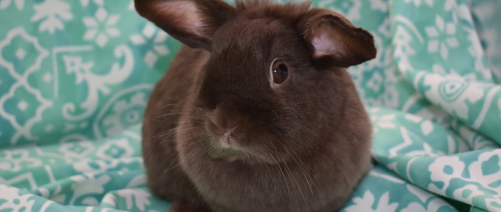 Hot Cross Buns' Henrietta - chocolate Holland lop doe on teal and white background