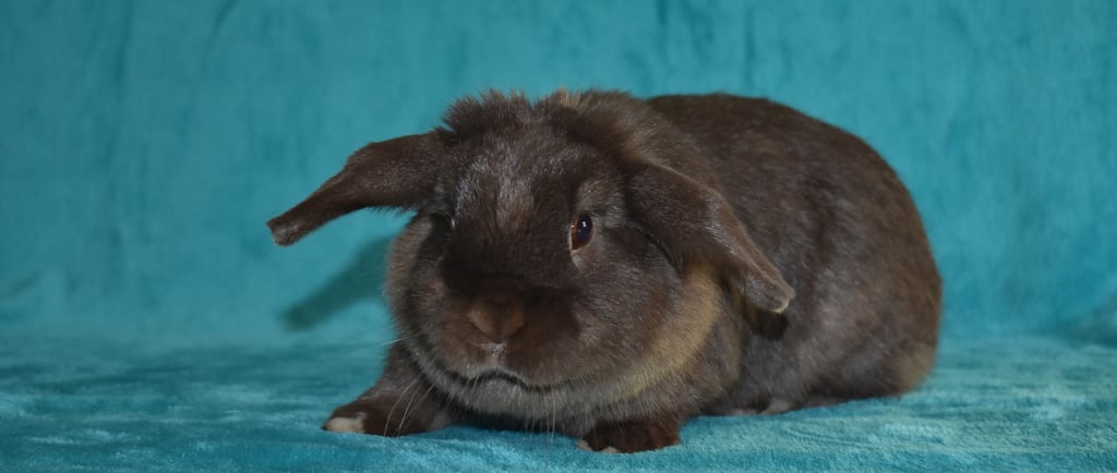 Hot Cross Buns Holland Lops - Henrietta - spayed pet doe