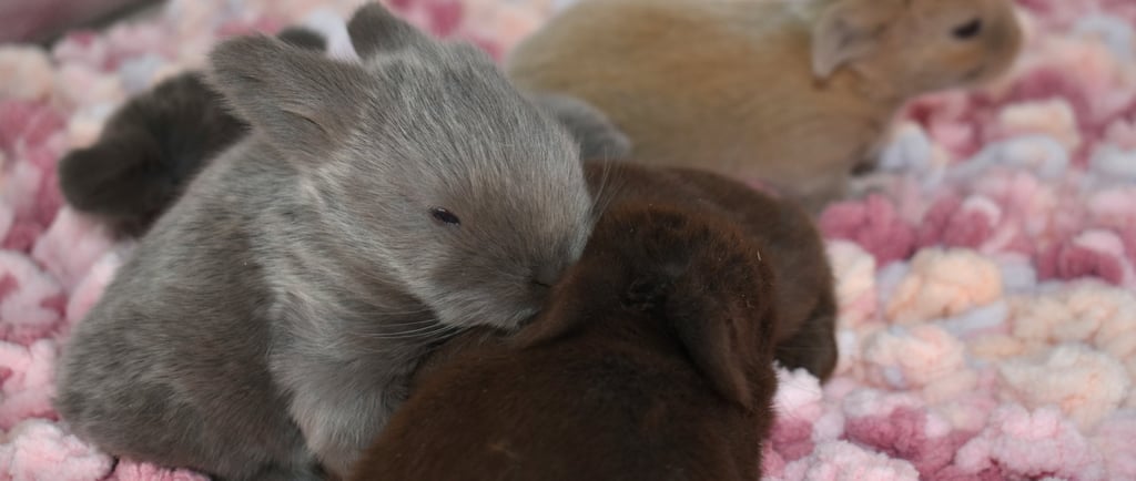 Hot Cross Buns' Henrietta's litter at two weeks