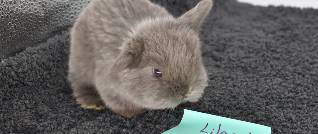 Hot Cross Buns Lilac Baby #1...Henrietta and Gumption