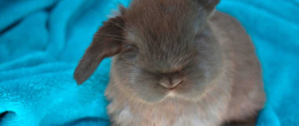 Hot Cross Buns' Ivy - solid chocolate Holland Lop doe on teal background