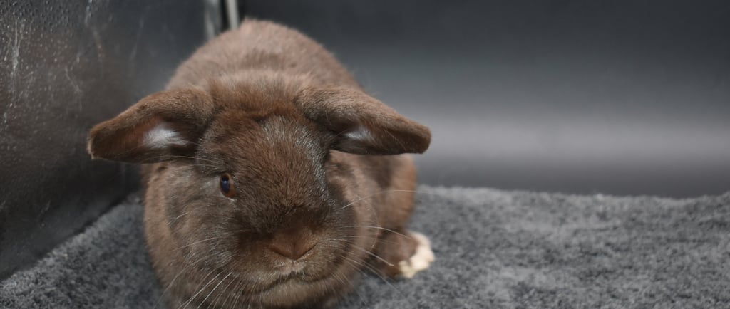 Hot Cross Buns' Holly waiting to learn what rabbits can eat