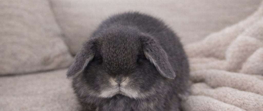 Baby Hot Cross Bun chilling out and contemplating life as a house rabbit