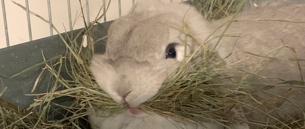 Hot Cross Buns' Pigeon with haystache