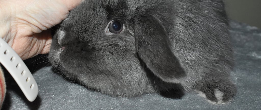 Hot Cross Buns' John-Boy - a blue buck on a grey background