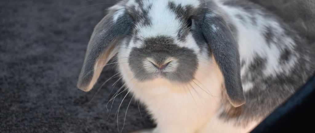 Hot Cross Buns' Kayak - junior opal doe