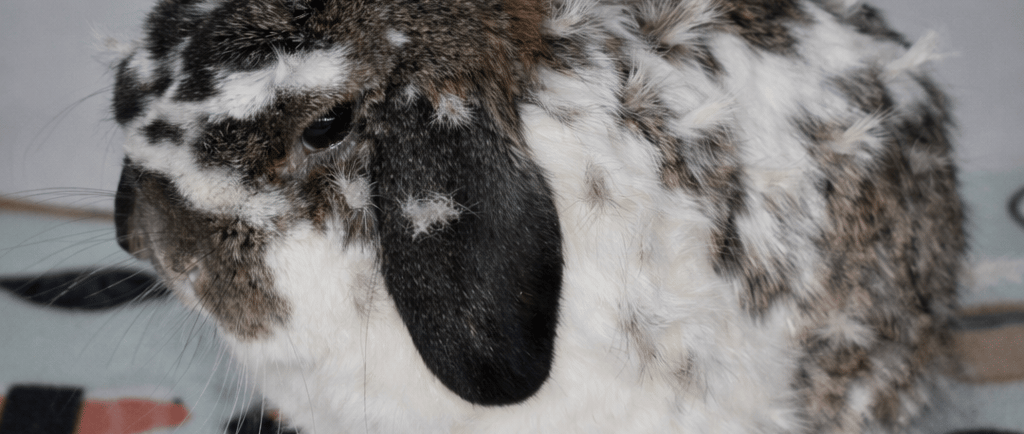 Hot Cross Buns' Truffle with enhanced fur tufts for Losing Fur? post