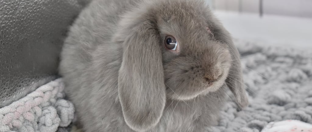 Hot Cross Buns' Noelle - lilac Holland Lop doe on grey background