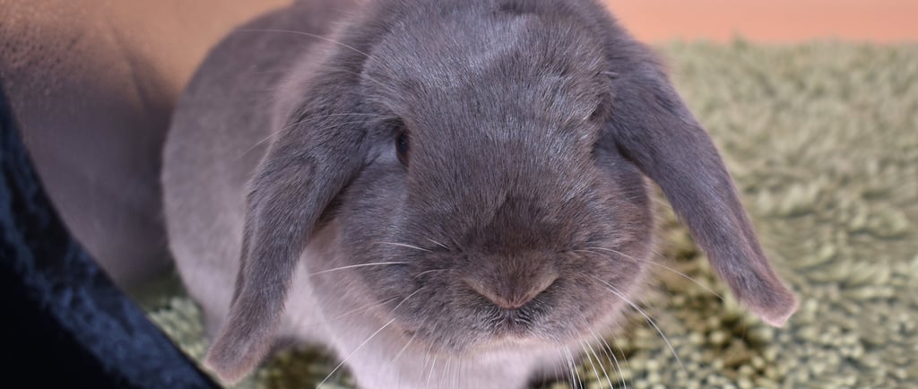 Hot Cross Buns' Noelle - lilac Holland Lop doe