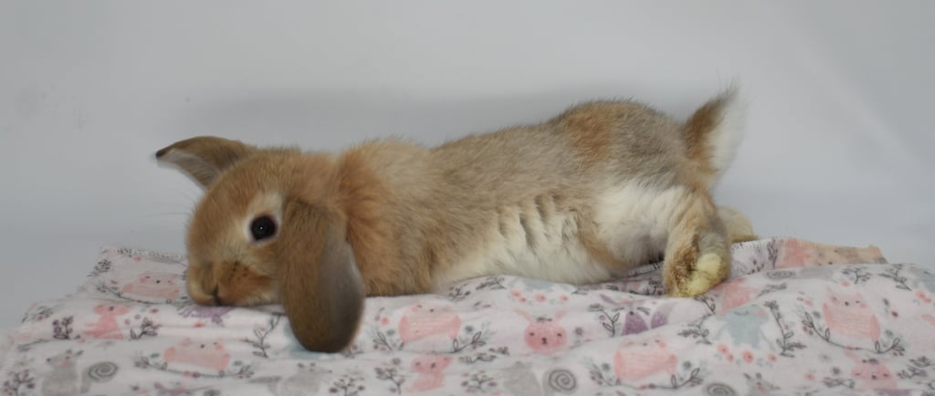 HCB's Parcheesi - Holland Lop baby Bun flopped on cute, colorful mat and white background