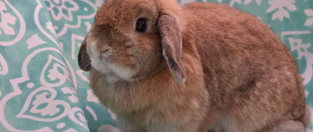 Hot Cross Buns' Penelope - solid orange Holland Lop doe