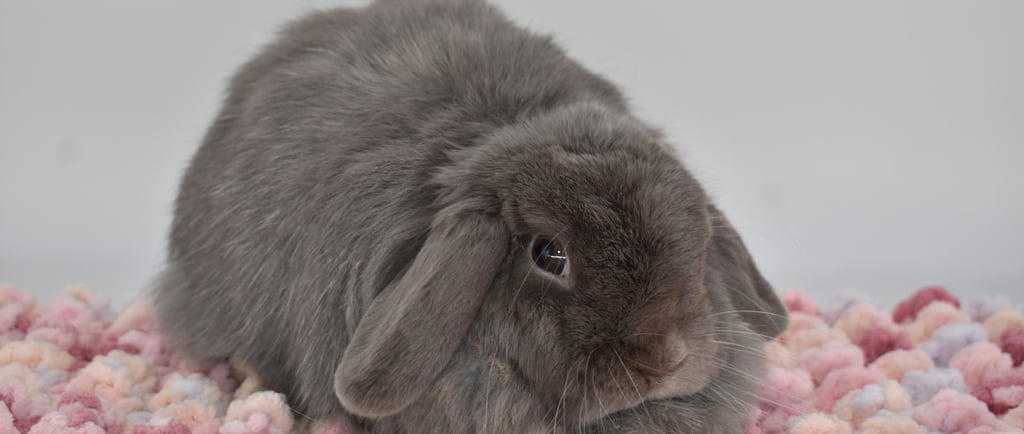 Hot Cross Buns' Periwinkle - lilac spayed doe on pink and white background