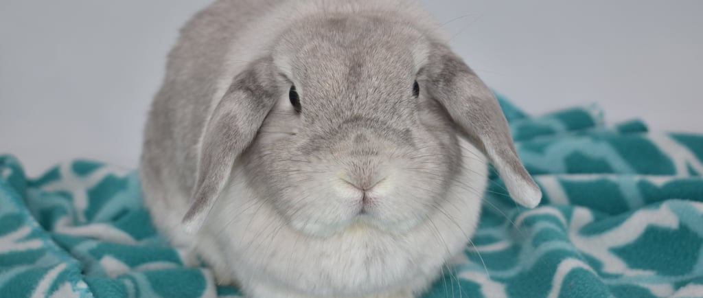 Hot Cross Buns' Pigeon - retired and placed with a loving family