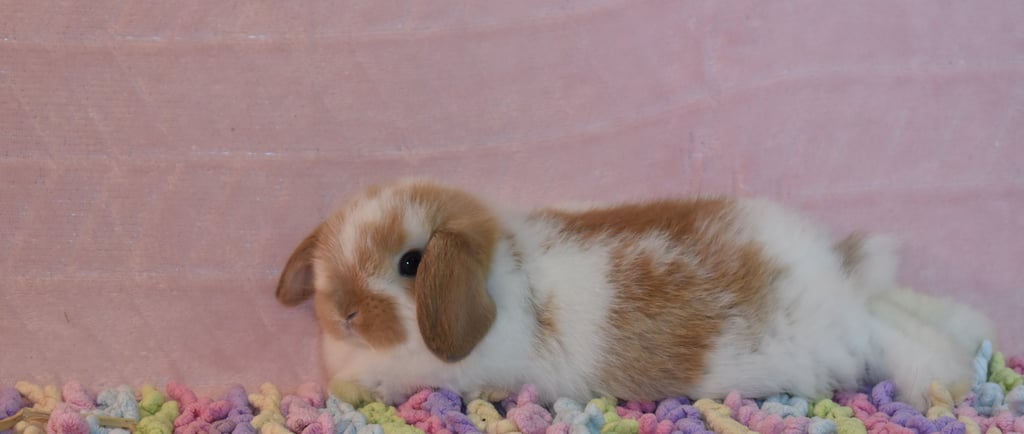 Hot Cross Buns' Pumpkin Roll - stretching out for a rest after playtime.