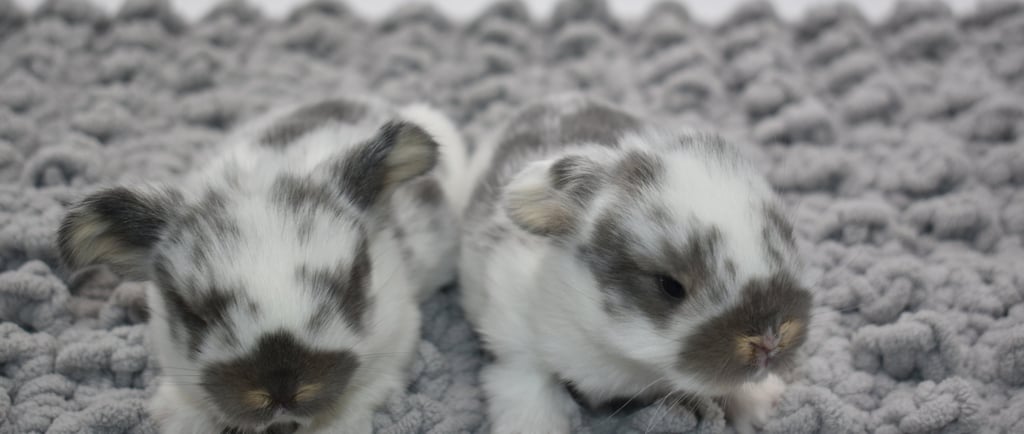 Two broken opal Holland Lop does at Hot Cross Buns