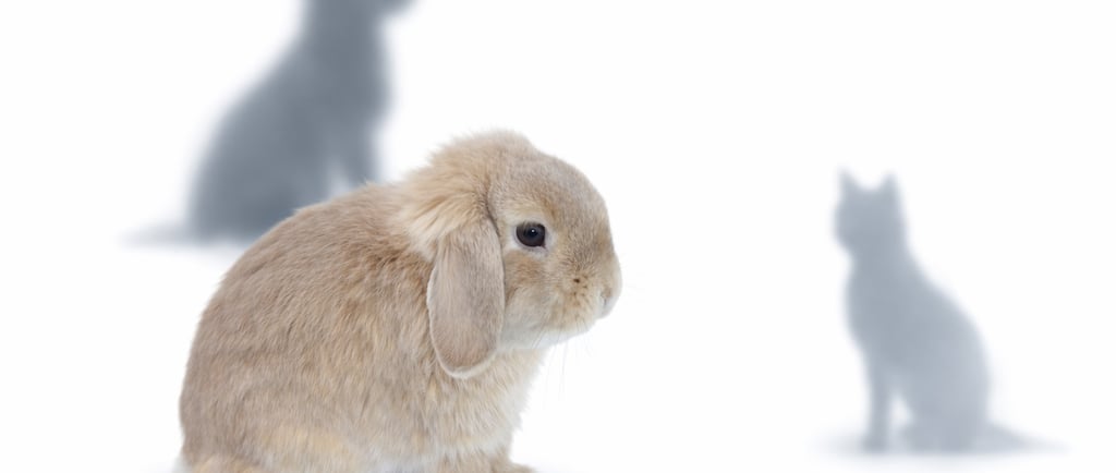 Hot Cross Buns' Tansy trying to decide if she can live with a dog or cat happily