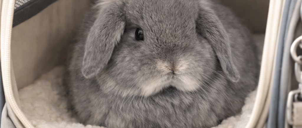 Hot Cross Buns' Nora testing out a rabbit carrier 